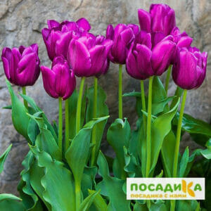 Тюльпан многоцветковый Пурпл Букет в Макушиное