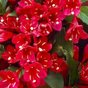 Вейгела цветущая «Ред Принц» в Макушиное