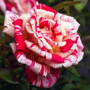 Роза чайно-гибридная Папагено в Макушиное