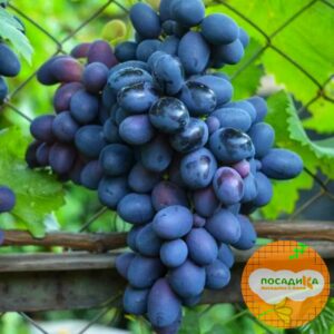 Ароматный и сладкий виноград «Августа» в Макушиное
