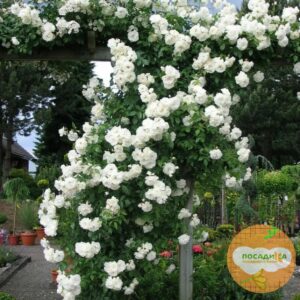 Роза плетистая Белый каскад в Макушиное