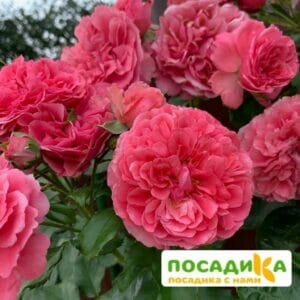 Роза плетистая Розариум Ютерзен в Макушиное